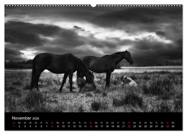 Produktbild: Pferde 2026 Wild Thing (Wandkalender 2026 DIN A2 quer), CALVENDO Monatskalender