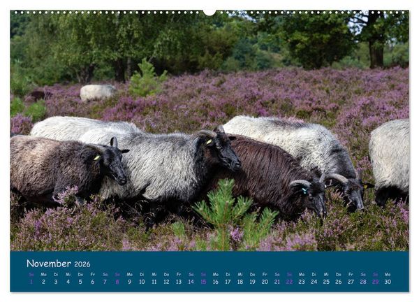 Produktbild: Heidschnucken, die pr&auml;chtigen Schafe der L&uuml;neburger Heide (Wandkalender 2026 DIN A2 quer), CALVENDO Monatskalender