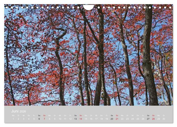 Produktbild: Indian Summer in New England (Wandkalender 2026 DIN A4 quer), CALVENDO Monatskalender