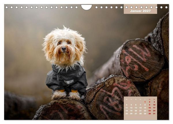 Produktbild: Rocket der Havaneser (Wandkalender 2027 DIN A4 quer), CALVENDO Monatskalender