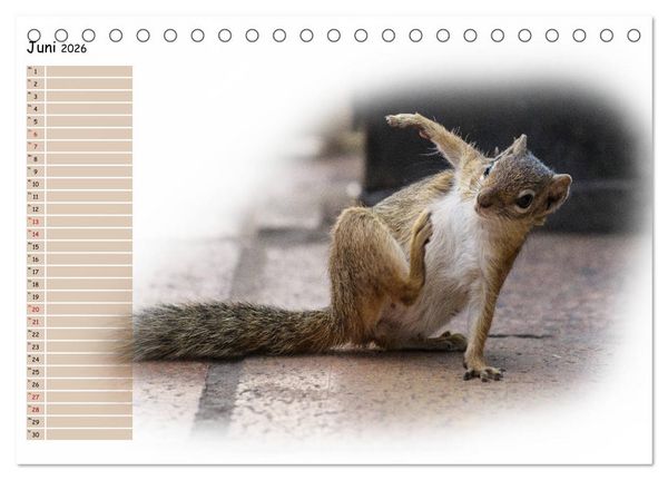 Produktbild: Tierisches Yoga (Tischkalender 2026 DIN A5 quer), CALVENDO Monatskalender