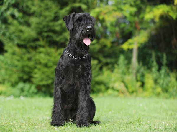 Produktbild: CALVENDO Puzzle Sitzender Riesenschnauzer | 1000 Teile Lege-Gr&ouml;&szlig;e 64x48cm Foto-Puzzle f&uuml;r gl&uuml;ckliche Stunden