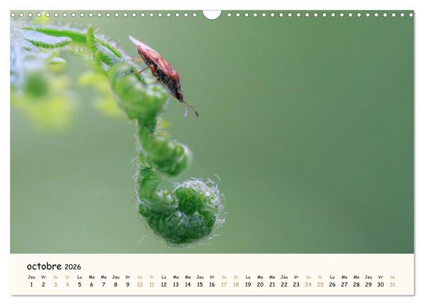 Produktbild: Nos amis les insectes (Calendrier mural 2026 DIN A3 vertical), CALVENDO calendrier mensuel