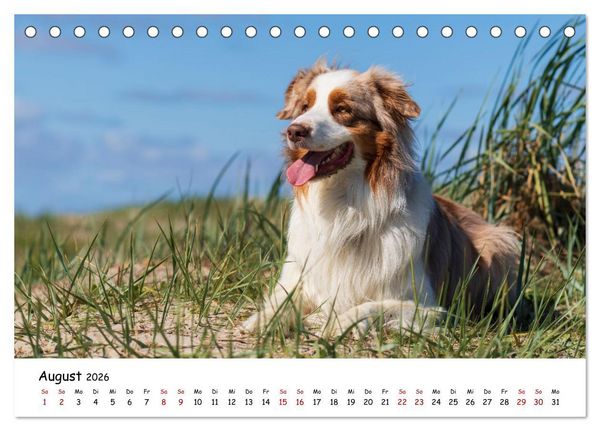 Produktbild: Strandurlaub mit Hund (Tischkalender 2026 DIN A5 quer), CALVENDO Monatskalender