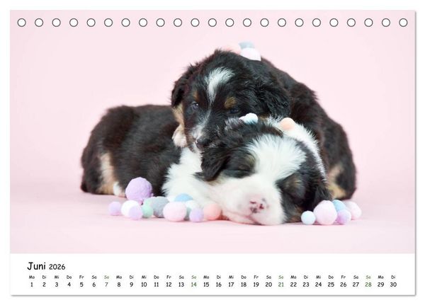 Produktbild: Baby Pfoten (Tischkalender 2026 DIN A5 quer), CALVENDO Monatskalender
