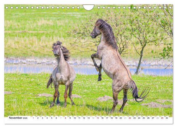 Produktbild: Ein Herz f&uuml;r Wildpferde (Wandkalender 2026 DIN A4 quer), CALVENDO Monatskalender