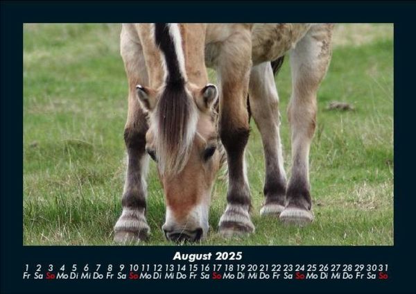 Produktbild: Pferdegefl&uuml;ster 2025 Fotokalender DIN A5