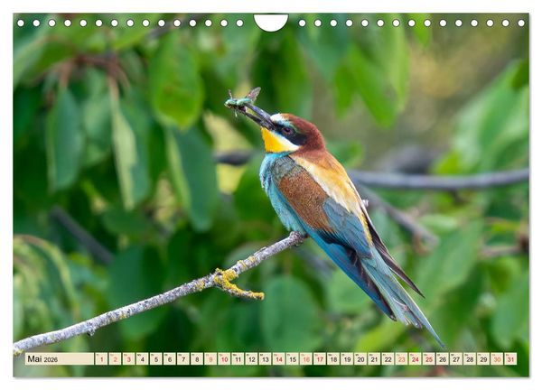 Produktbild: Unsere Vogelvielfalt: Ein Schatz zum Entdecken und Sch&uuml;tzen (Wandkalender 2026 DIN A4 quer), CALVENDO Monatskalender