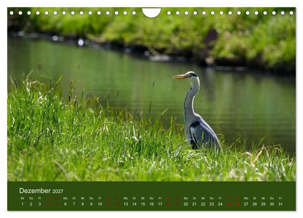 Produktbild: Reiher in der Elbmarsch (Wandkalender 2027 DIN A4 quer), CALVENDO Monatskalender