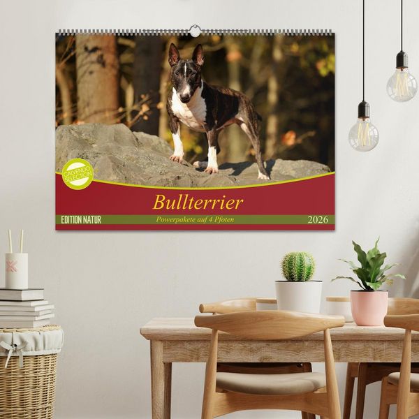 Produktbild: Bullterrier, Powerpakete auf 4 Pfoten (Wandkalender 2026 DIN A2 quer), CALVENDO Monatskalender