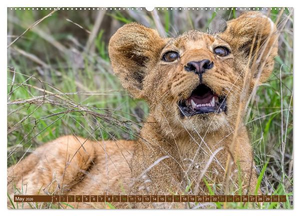 Produktbild: Lions of Southern Africa (High Quality Premium Wall Calendar 2026 DIN A2 landscape),CALVENDO 12 Month Wall Calendar