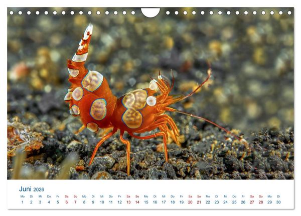 Produktbild: Die Farben im Meer (Wandkalender 2026 DIN A4 quer), CALVENDO Monatskalender