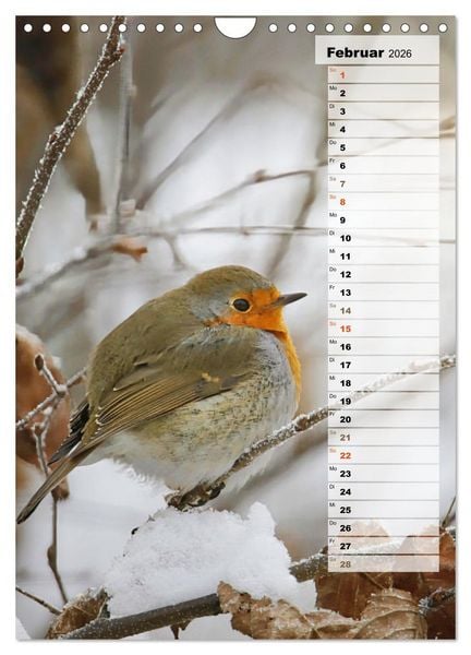 Produktbild: Niedliche Rotkehlchen (Wandkalender 2026 DIN A4 hoch), CALVENDO Monatskalender
