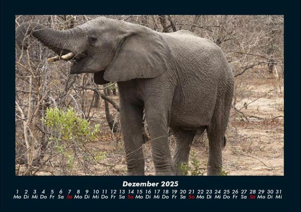 Produktbild: Der Elefantenkalender 2025 Fotokalender DIN A4