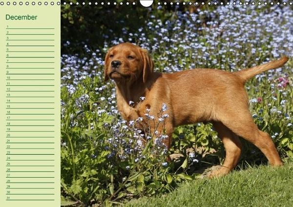 Produktbild: Puppies Birthday Calendar / UK-Version (Wall Calendar perpetual DIN A3 Landscape)