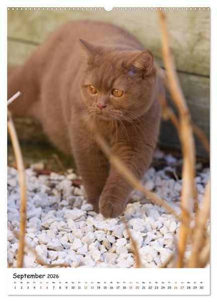 Produktbild: bezaubernde Britisch Kurzhaar Katzen (hochwertiger Premium Wandkalender 2026 DIN A2 hoch), Kunstdruck in Hochglanz