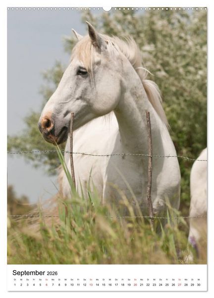 Produktbild: Camargue Pferde - wei&szlig;e M&auml;hnen (hochwertiger Premium Wandkalender 2026 DIN A2 hoch), Kunstdruck in Hochglanz