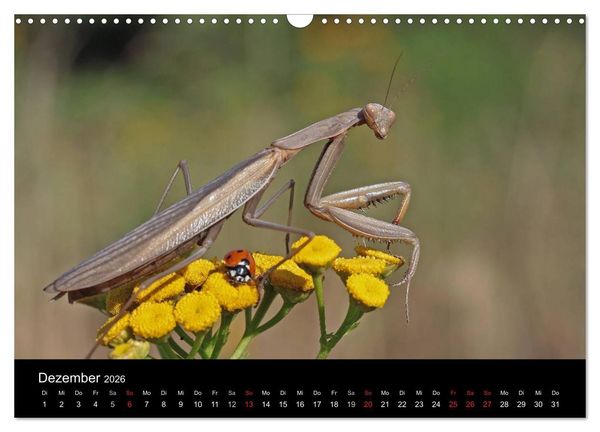 Produktbild: Faszination Gottesanbeterin - Die Welt der Mantis (Wandkalender 2026 DIN A3 quer), CALVENDO Monatskalender