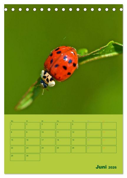 Produktbild: Wald- und Wiesenkalender 2026 Planer (Tischkalender 2026 DIN A5 hoch), CALVENDO Monatskalender