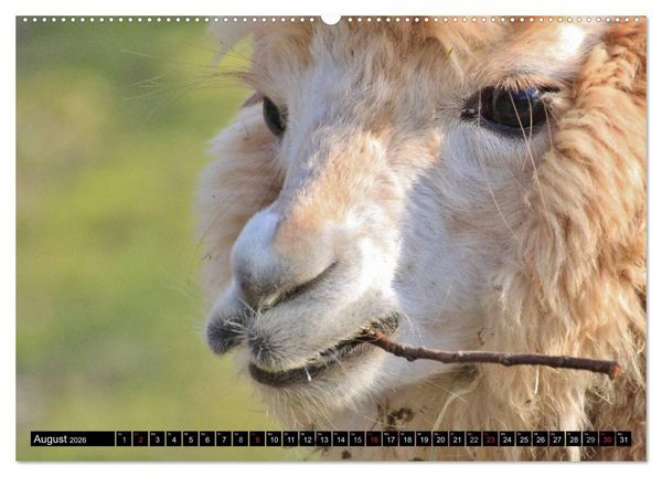 Produktbild: Alpakas und Lamas (Wandkalender 2026 DIN A2 quer), CALVENDO Monatskalender