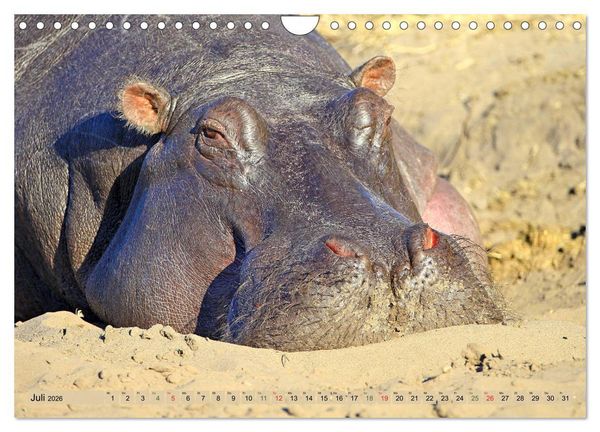 Produktbild: Hippos - Begegnungen in Afrika (Wandkalender 2026 DIN A4 quer), CALVENDO Monatskalender
