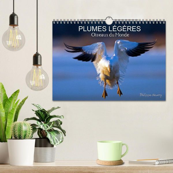 Produktbild: PLUMES L&Eacute;G&Egrave;RES. Oiseaux du Monde (Calendrier mural 2026 DIN A4 vertical), CALVENDO calendrier mensuel