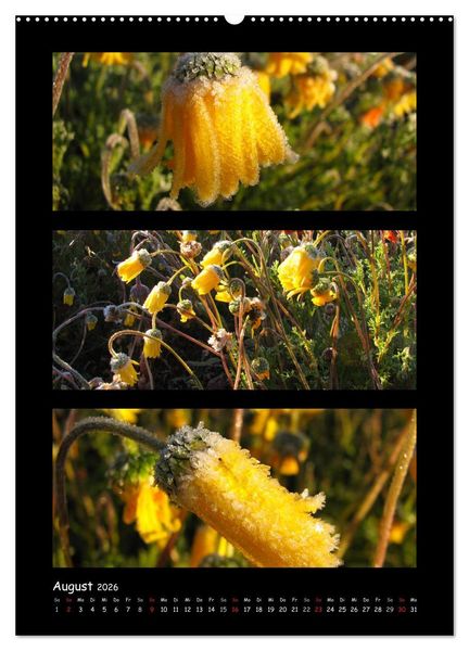 Produktbild: ZAUBERWELT DER BLUMEN - EISKRISTALLE & WASSERPERLEN (Wandkalender 2026 DIN A2 hoch), CALVENDO Monatskalender