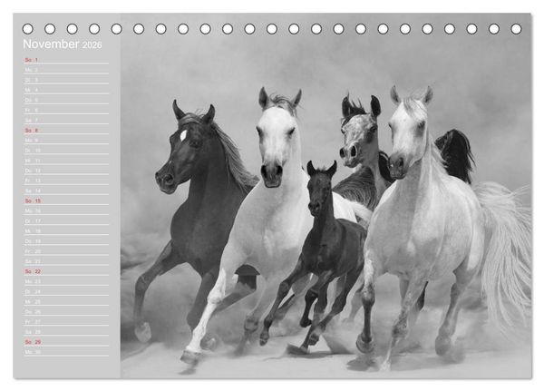 Produktbild: Arabische Pferde (Tischkalender 2026 DIN A5 quer), CALVENDO Monatskalender