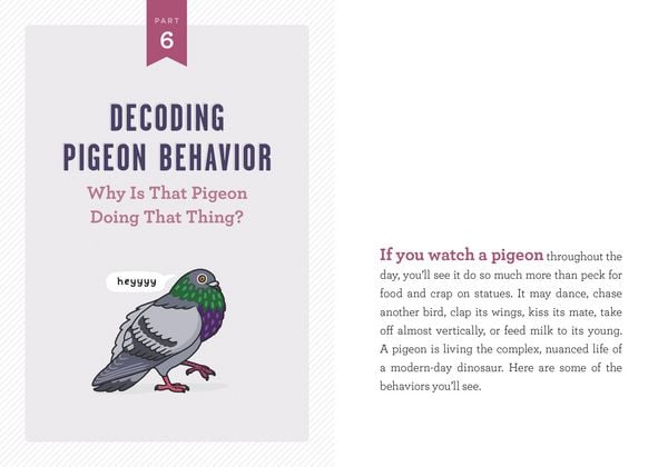 Produktbild: A Pocket Guide to Pigeon Watching