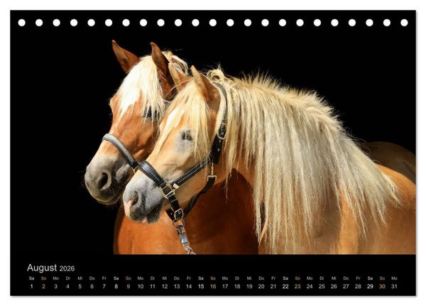 Produktbild: Magische Momente - Pferde Horses Caballos (Tischkalender 2026 DIN A5 quer), CALVENDO Monatskalender