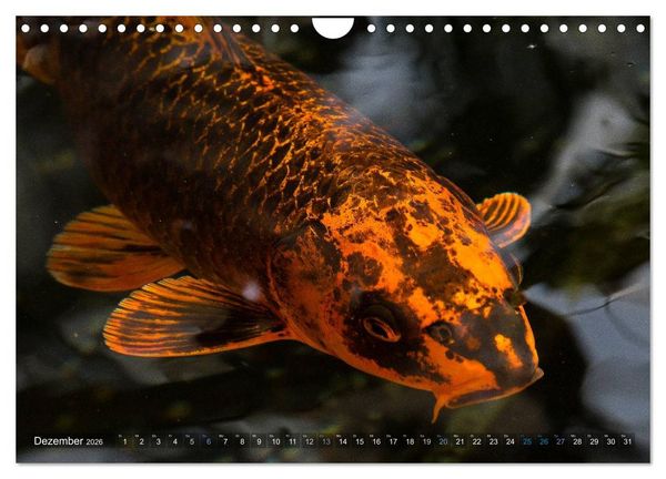 Produktbild: Nishikigoi oder Koi Karpfen (Wandkalender 2026 DIN A4 quer), CALVENDO Monatskalender