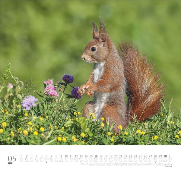 Produktbild: Geliebte Eichh&ouml;rnchen 2027