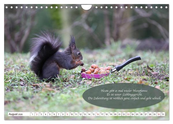 Produktbild: Eichh&ouml;rnchen - Lustige Kurzgeschichten mit den quirligen Wildtieren (Wandkalender 2026 DIN A4 quer), CALVENDO Monatskalender