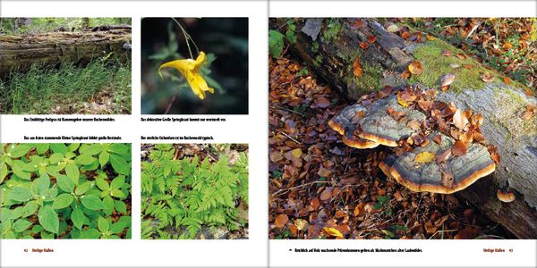 Produktbild: Mecklenburgs alte Buchenw&auml;lder