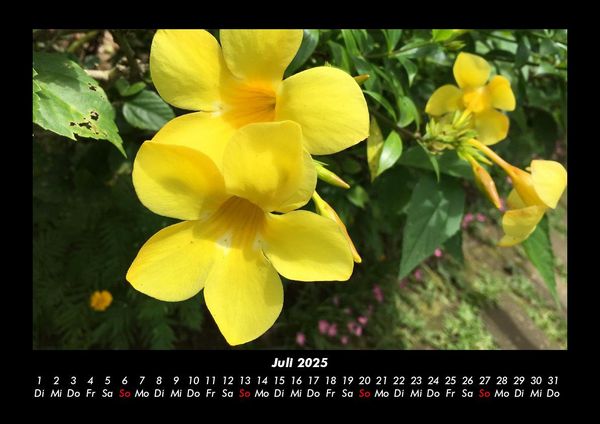 Produktbild: Blumenkalender 2025 Fotokalender DIN A3