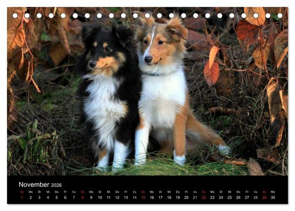 Produktbild: Shelties 2026 (Tischkalender 2026 DIN A5 quer), CALVENDO Monatskalender