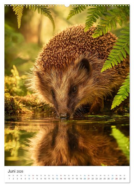 Produktbild: Wild und Wundervoll (hochwertiger Premium Wandkalender 2026 DIN A2 hoch), Kunstdruck in Hochglanz