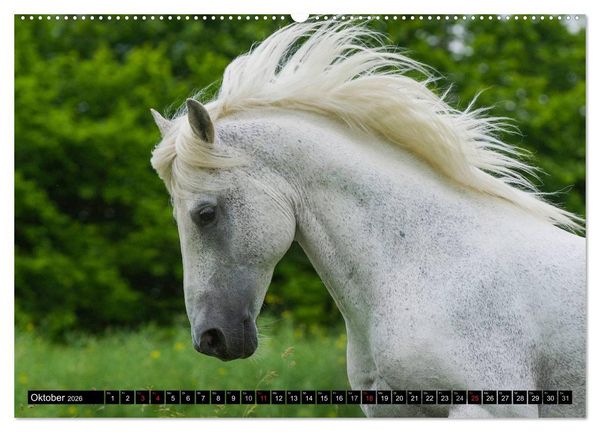 Produktbild: Traumpferd Lipizzaner (hochwertiger Premium Wandkalender 2026 DIN A2 quer), Kunstdruck in Hochglanz