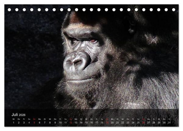 Produktbild: Gorillas. Friedliebende Kraftpakete (Tischkalender 2026 DIN A5 quer), CALVENDO Monatskalender