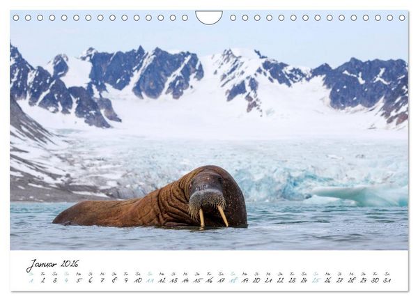Produktbild: Heike Odermatt: 80&deg; Nord - Fotografien von Spitzbergen und Nordaustland (Wandkalender 2026 DIN A4 quer), CALVENDO Monatskalender