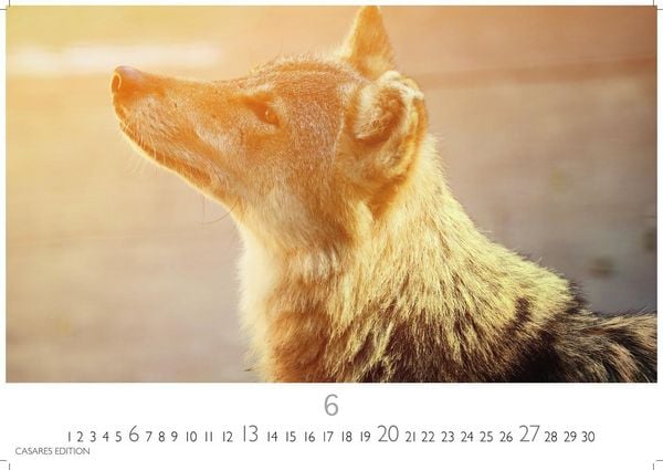 Produktbild: W&ouml;lfe Kalender 2027 &ndash; Wandkalender | Fotokalender Tierkalender 24x35cm - . mit faszinierenden Wolf-Motiven,