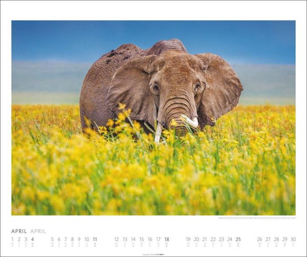 Produktbild: Elefanten Kalender 2027