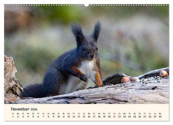 Produktbild: Oachkatzl (Wandkalender 2026 DIN A2 quer), CALVENDO Monatskalender