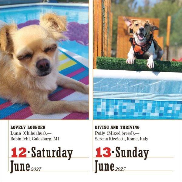 Produktbild: 365 Dogs Page-A-Day&reg; Calendar 2027