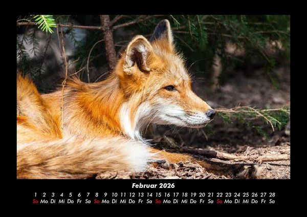 Produktbild: Welt der Tiere 2026 Fotokalender DIN A3