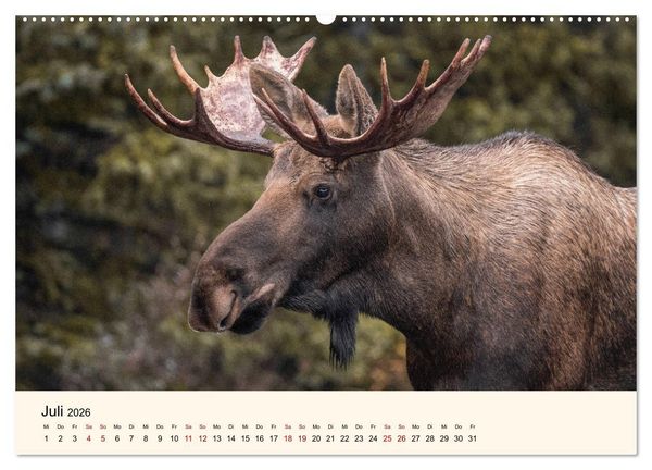 Produktbild: Der Elch - K&ouml;nig des Nordens (hochwertiger Premium Wandkalender 2026 DIN A2 quer), Kunstdruck in Hochglanz