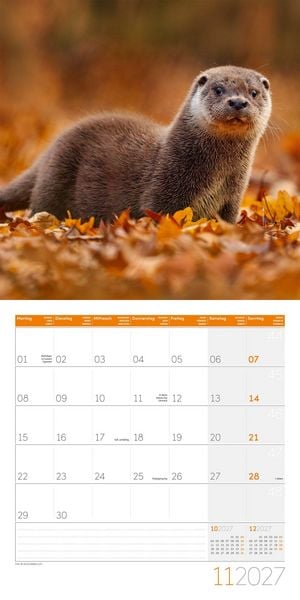 Produktbild: Otter Kalender 2027 - 30x30 - Art12
