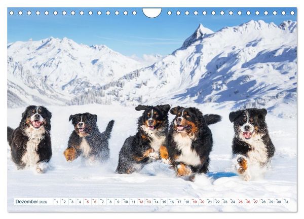 Produktbild: Berner Sennenhund - Ein Traum auf vier Pfoten (Wandkalender 2026 DIN A4 quer), CALVENDO Monatskalender