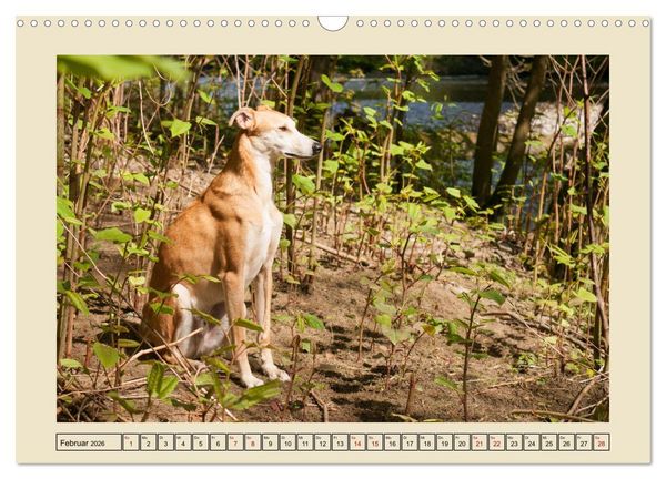 Produktbild: Mit dem Windhund unterwegs im zauberhaften Bergischen Land (Wandkalender 2026 DIN A3 quer), CALVENDO Monatskalender