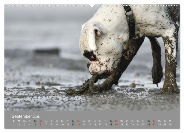 Produktbild: Boxer - charmante Herzensbrecher (Wandkalender 2026 DIN A2 quer), CALVENDO Monatskalender